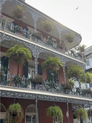 I’m sorry I had to use this sound I love it!! My first time in New Orleans was as lovely and chaotic as I hoped it would be 🐊⚜️ // #neworleans #nola #neworleanslouisiana #louisiana #la #vampirecafe #travel #fyp #beignets #jazzbar 