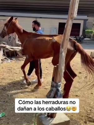 Cómo las herraduras no dañan a los caballos😭🤯#cabelo #herradura #daño #hourse #datoscuriosos #datos #SabiasQue #curiosidades #fyp 