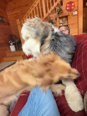 How the cousins play! #cousins #dogs #vacation #playtimegonewrong 