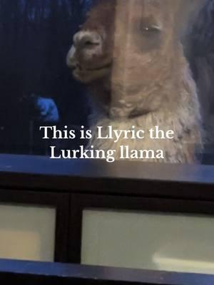 Creeper peeper #llyricthellama #funnyllama