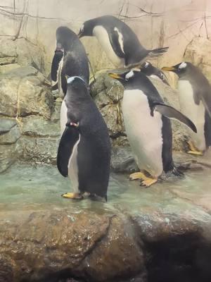 We're almost ready to dive into the #newyear! 🐧 Are you ready for #2025? #newyear #newyearseve #newyearsresolution #2025 #penguin #gentoopenguin #dive #penguindive #indyzoo #indianapoliszoo #marinelife #oceans #animals #animalsoftiktok #penguinsoftiktok #cute #cuteanimals