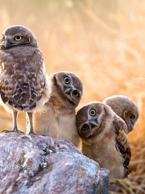 Watching me make my new year's resolutions... . . . . . . . .#EOYInspo24  #memes  #animalmemes  .#burrowingowls #cuteanimals #owls #babyowl  #minions  #funnyanimals #babyanimals #yourshotphotographer #natgeoyourshot  #sonyalpha #sonyalphafemale @sonyalpha #earthcapture  #earthfocus #bbcearth #sonyearth