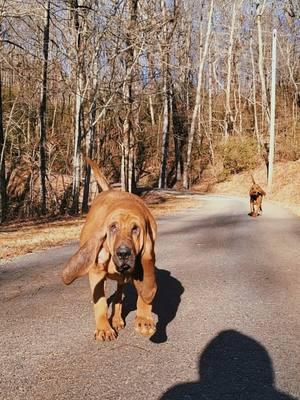 #purelove #fyp #foryoupage #4u #foryou #bloodhound #DukeandDaisy #DaisyDuke #Daisy #Duke #hound #rescuedog #rescue 