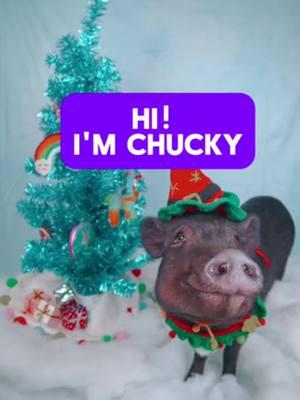 Hi new friends and followers!! Chucky is the most pampered pig. Chucky is on TikTok, YouTube, Instagram and as of yesterday... Facebook!! Show him some love if you use those platforms. Especially if TikTok is going to be banned in the U.S 😞 #pigtubewithchucky #pig #pigs #piggy #minipig #minipigs #minipigsoftiktok #pigtok #pigsoftiktok #petpigs #indoorpig #petpig #pet #pets #PetsOfTikTok #animal #animals #animalsoftiktok #cute #fun #Vlog #dailyvlog #animalvlog #contentcreator #tiktok #instagram #youtube #facebook 