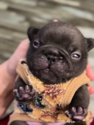 🤎🤎🤎  #chubby #sochubby #how#goshhescute #fypシ #foryoupage #bearcub #blackbeauty #buddy #bestbuds #frenchieshow #l #813frenchiesline #813frenchies #fortheloveofpuppies #puppiesgoviral #viralpuppy #chunky #squishyfacecrew #teddybearface #outstanding #bestofthebest #sweetlittleangel #sweetlittlepuppy #pibble #pibblelove #pibblemom #pibblelife #chocolatefrenchbulldog 