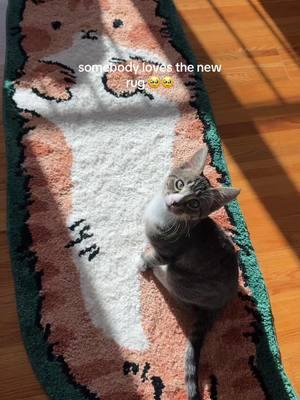 I’m obsessed #catmom #catrug #catsoftiktok 