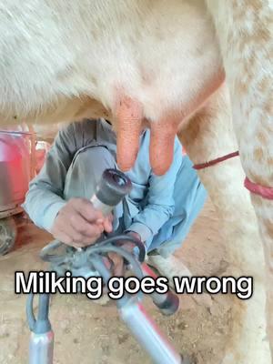 Milking goes wrong #tiktokanimal #tiktokclip #PetsOfTikTok #petmilk 