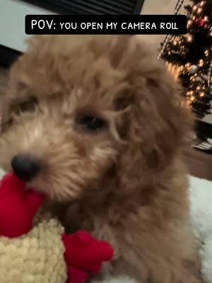 the sweetest addition #rescuedogs #goldendoodlesoftiktok #goldendoodle #puppytok #puppysoftiktok 