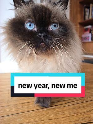 What's your new year resolution? ✨️ Nonna plans to rule the world 🤣 #seniorcat #newyearsresolution #persiancat #munchkincat #cattok 