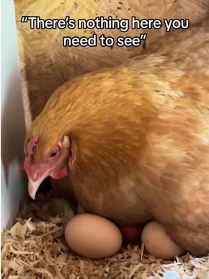 Throwback 23 - - - #ethel #etheltok #ethelthechicken #motherhood #motherhoodjourney #chicken #chickens #chickensoftiktok #fyp #cute #sad #interesting #education #educational #learn #farmanimals #farm #share #cuteanimals #broody #broodyhen #hatching #hatchingeggs #hatchday  #incubator #chickentok #share #like #comment #joke #comedy #laugh #probsbitching  