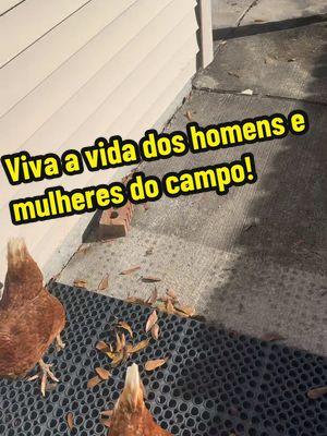 Parabens ao homens e mulheres do@Campo viva o agro!  ! #galinhas #agro #vidanaroca #poedeiras 