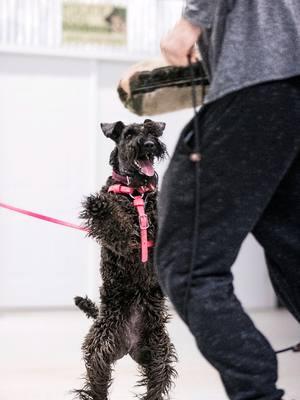 Loved this little diva girl 💖 . . #dog #videography #DogTraining #terrier #kerryblueterrier #diva 