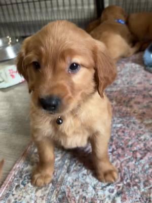 A Day in a Puppy’s Life #goldenretriever #puppies #fyp #puppytiktok #fieldgoldenretriever #playtimefun #puppy #goldenretrieverlife #hunttestdogs #lifeisgolden #puppylife #toocute #puppyeyes #adorable #ethicalbreeding #ofa #embark #geneticsmatter #drivendogs #breedingreaponsibly 