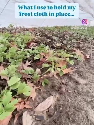 Here’s how I make tunnels for my frost cloth! Don’t go and buy precut hoops…make your own by going to your local farm store! Buy some 10 gauge coiled fencing wire and make your own! Easy to cut with wire cutters or fencing pliers.  Place about 4ft apart and the cloth lays right on top! I pull the ends tight and secure with rocks or anything heavy and then use rocks or tpost to hold down the side.  Frost cloth is so important when growing cool flowers! So it’s important to have an easy and good system in place for those really cold nights! #flowerfarm #flowerfarmer #flowerfarming #localflowers #farmerflorist #lowtunnel #caterpillertunnel