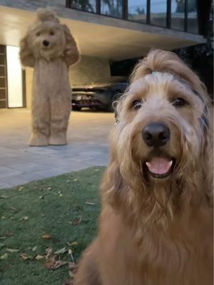 Brodie & his stunt double 👯‍♂️ #dogdad #goldendoodle #dogsoftiktok #fyp 