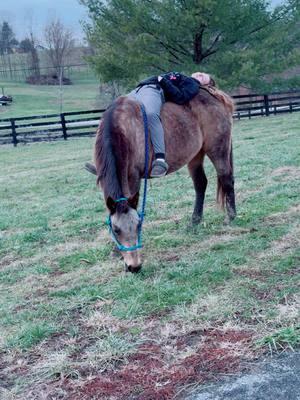 my sweet girl #fyp #brokenlegrecovery #kneesurgery #11surgeries #5yearsbroken #brokenleg #recovery #therapyhorse #mares #equestrian #foreverbroken #bareback #newhorse 