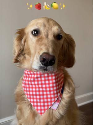 Get the whole collection, plus each bandana is reversible too! #dogbandana #petbandana #dogoutfit #cutedogsoftiktok #dogmomsoftiktok 