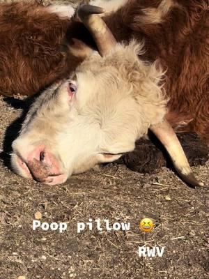 Poop pillow 🤣#fyp #ladyfarmerneedsacocktail #findreasonstosmile #miniaturehereford #ladyfarmerneedsacocktail 