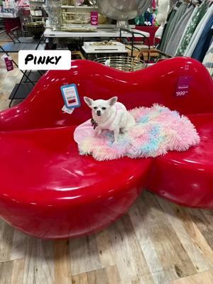 #pinky#petstore #homegoods#rescue#bekindtoallanimals#chihuahuastiktok #chihuahuasoftiktok #chihuahuafanclub #chihuahualife #chihuahuasoftiktok 