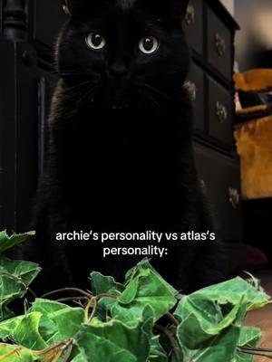 atty just doesn’t hold back #archieandatlas #blackcats #catpersonality