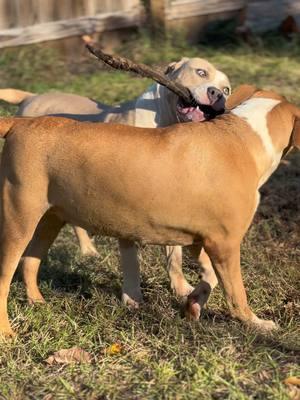 When it comes to stick wars, Delilah is a champion 🥇 #wheelerbullies #dogtok #americanbully #play 