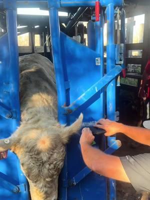 Just another day working cows. #fyp #showcattle #influencer #showlife #keepinitcountry #westernfashion #cattle #viralvideo #workingcows 