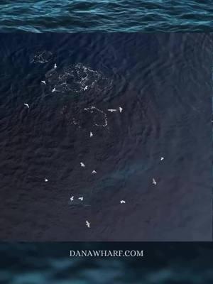 Incredible Lunge Feeding Fin Whale on the surface rolling around showing us its ventral pleats and fluke! It’s always an adventure on our Ultimate 8 Hour Whale Watch Trip! 🐳✨🐳✨🐳 Come create lifelong memories at Dana Wharf! 🎥: @gabeberghouse #lungefeedingfinwhale #finwhale #lungefeeding #fluke #whalewatching #danapoint #ecotourism #dolphinandwhalewatchingcapitaloftheworld 