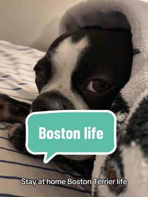 Boston terrier life #eddietheboston #winnietheboston #bessietheboston #bostonbrigade #bostonterrierbrigade #btbrigade #bostonterrier 