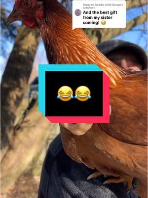 Replying to @Needle Little Dream we need some practice getting them on. But still HILARIOUS! Thanks @Beck G and @Lorushi #needlelittledream #makeitwork #backyardchickens #chickensoftiktok #firstegg #backyardfarm #chicken #chickens #chickenarms 