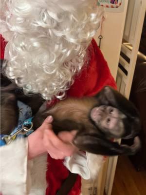 Santa came back to visit!!🎅🏼 #oliverlincoln #santa #capuchin #monkey #monkeysoftiktok 