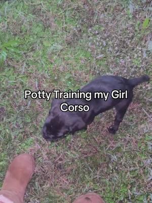 She kept me up all night 😩 #corsosoftiktok #fyp #corsolovers #canecorso #dogmom #pottytrainin 