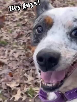 Dingo- the smartest, most adorable cattle dog in all of Clermont county. He has safely been transferred from @clermontcoanimalshelter to @LFAW where he is thriving ! Thank you to everyone who made this possible! If you are cattle dog savvy and know their brains, go meet him! #cattledogsoftiktok #cattledog #smartdog #rescuedog #bataviaohio #animalwelfare #dogsoftiktok #rescuedogsoftiktok #saveourshelter #clermontcountyanimalshelter #shelterdog 