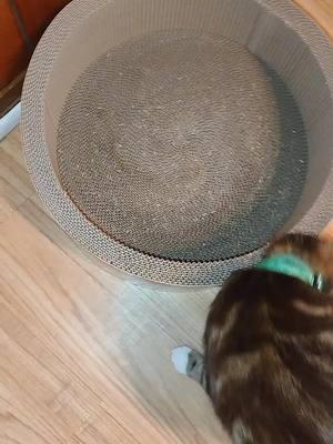 Toblerone Is NOT MY CAT, BUT He LOVES THIS CAT SCRATCHER. He Was Scratching It When I First Laid It Out! Though I'm Allergic, He's My Bestest Friend EVER. 🥹🩷 Get Yours Below For Your Furry Friends!  #catscratcher #catscratch #catscratchpost #catproducts #catsoftiktok #cats #catslovers #getyoursnow #TikTokShop #tiktokshopfinds #foryou #tiktokshopaffiliate #tiktokshopaffiliates #tiktokshopaffiliateprogram #buynoworcrylater 