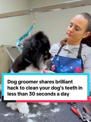 "I've seen thousands of dogs in my time as a groomer. This powder is a brilliant, easy way to clean dog teeth that importantly doesn't require a toothbrush fight!" #dogsoftiktok #doggroomer #petlabco #probright 