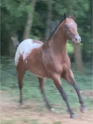 🥰🥰🥰❤️#whitehairlife #genx #cowgirl #horsegirl #appaloosa #aphc #appaloosahorses #horsesoftiktok #horses #barrelracer #horse #equestrian #rodeo 