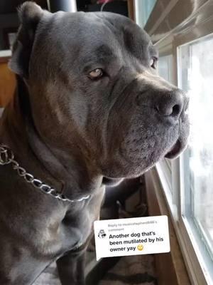 #canecorso #italianmastiff #mastiff #salmoncreekcanecorso #dogs #corso #pnwdogs #bigdogs #dogsoftiktok #PetsOfTikTok #foryourpage #fyp #foryou #pnw #canecorsopuppy 