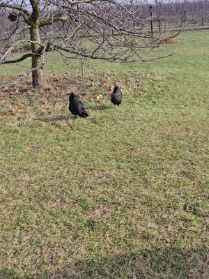 lol love these girls  #blackaustralorp #chickenmom #backyardchickens #hensoftiktok #chicken #chikensoftiktok #chickensareawesome #michigan #fypシ゚viral #fypシ゚viral 