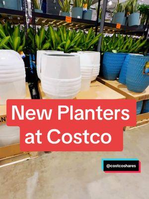 The white ones are “lightweight concrete” and the blue are ceramic. These were spotted at the Royal Palm Beach Warehouse in Florida.  #planters #gardening #planter #greenthumb #costco #costcofinds #costcofind #costcobuys #costcotiktokbuys #costcotiktok #costcomusthaves #costcoshare #costcoshares 