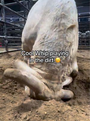 Cool Whip doesn’t even know he’s making PBR history 🙂‍↔️ #pbr #buckingbull #alltime #record #bullsoftiktok 