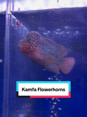 Stunning kamfa flowerhorns #flowerhorn #flowerhornfish #flowerhornlover #kamfaflowerhornfish #kamfa #kamfaflowerhorn 