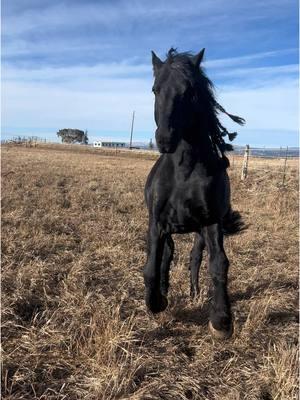 This Guy Loves his pasture time 😍 Friesian stallion Armani LRF #stallion #stallionlife #stallionsoftiktok #friesian #stud #studmuffin #beefcake #likeadog #friesianlove 