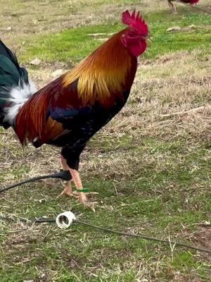 TROY KELSO: Somebody keeps reporting my videos so I’ll just post it again. #gamefowl #gamefowlnation #gamefowlfarm #gallerosmexicanos🇲🇽❤ #sabongnation🇵🇭 #gamechickenaddiction #gamechickens #gamefowls #gamefowlmexico #gamefowlbreedersoftexas #gamefowlbreeder #gallerosmexicanos🇲🇽👌💯 