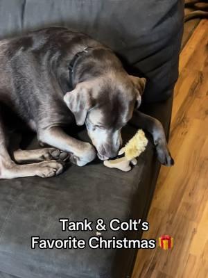 #hideasquirrel #dogtoy #tankandcolt @TankAndColt #jerseyrecommends #tankandcoltapproved #dogsoftiktok #dogtoys #buyhere 