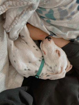 Replying to @Jennyfer  Update on the puppies! They’re now in a Dalmatian rescue with new fosters and doing so well! #puppyrescue #rescue #dogrescue #dalmatian #dalmatianpuppy #dalmatians #foster #fostering #fosterpuppy #puppyrescue #nonprofit 