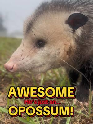 Awesome Opossum 😎  #Moxietheopossum #moxiethepossum #PetsOfTikTok #pets #petrescue #dogsoftiktok #catsoftiktok #rescueanimals #possumsoftiktok #dollygeneral #thedodo 