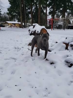 all I can do is laugh 😂 #canecorso #italianmastiff #mastiff #salmoncreekcanecorso #dogs #corso #pnwdogs #bigdogs #dogsoftiktok #PetsOfTikTok #foryourpage #fyp #foryou #pnw #canecorsopuppy 