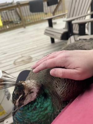 #peacock #farm #farmbaby #snuggles #dailysnuggles #justababy 