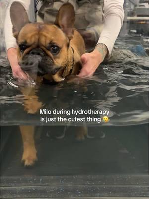 I cry 🥲🥲 #frenchiesoftiktok #frenchies #frenchbulldog #frenchbulldogpuppy #ivddsurvivor #ivddrecovery #ivddwarrior #ivdd 