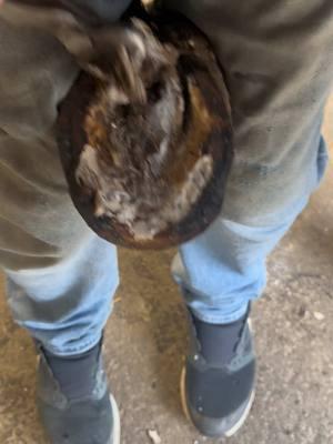 #farrier #fyp #hoofcare #asmr #tiktokfarrier #oddlysatisfying #satisfying #horse #pedicure #hoofcleaning #pony 