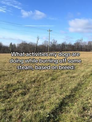 Took everyone out as a group to burn off some energy this morning. It’s so funny watching their activities based on breed. The hound at one point was in the woods about 300 yards out, so I called her back and she decided to yell at the pond.  #jagdterrier #dachshund #englishcockerspaniel #treeingwalkercoonhound 